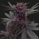 BABUSHKA BLACK AUTO - KALASHNIKOV SEEDS | TanieSianie.pl