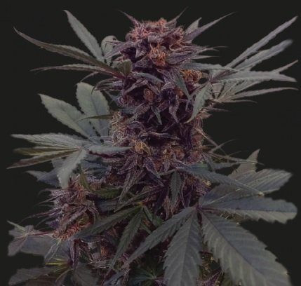 BABUSHKA BLACK AUTO - KALASHNIKOV SEEDS | TanieSianie.pl