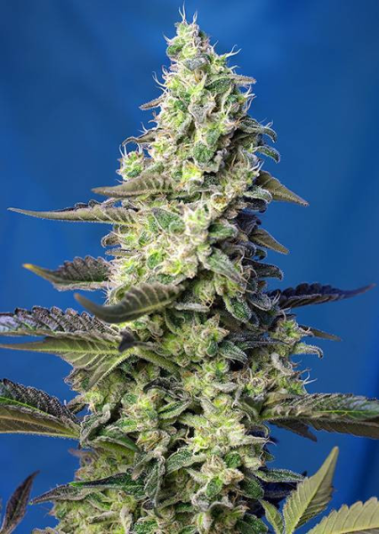 Green Poison XL Auto - SWEET SEEDS | TanieSianie.pl