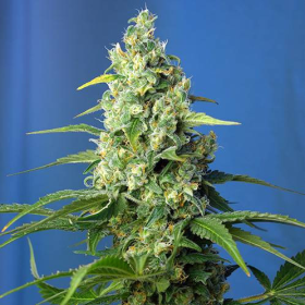 Honey Peach Auto CBD - SWEET SEEDS | TanieSianie.pl