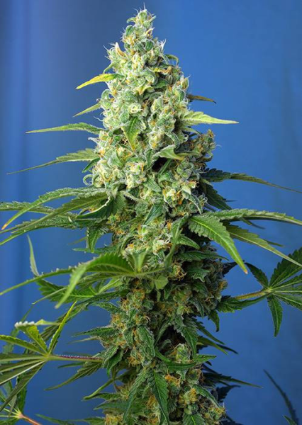 Honey Peach Auto CBD - SWEET SEEDS | TanieSianie.pl