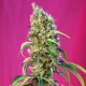 Black Jack CBD - SWEET SEEDS | TanieSianie.pl