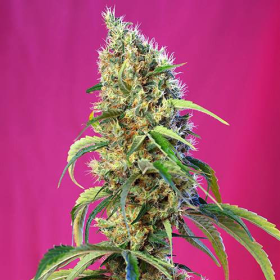Black Jack CBD - SWEET SEEDS | TanieSianie.pl