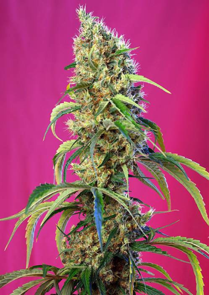Black Jack CBD - SWEET SEEDS | TanieSianie.pl