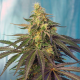 Cream Caramel CBD - SWEET SEEDS | TanieSianie.pl