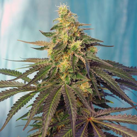 Cream Caramel CBD - SWEET SEEDS | TanieSianie.pl