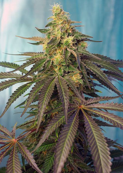 Cream Caramel CBD - SWEET SEEDS | TanieSianie.pl