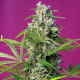 Gorilla Girl - SWEET SEEDS | TanieSianie.pl