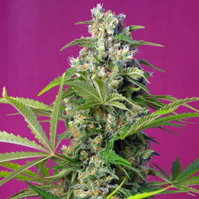 Gorilla Girl - SWEET SEEDS | TanieSianie.pl