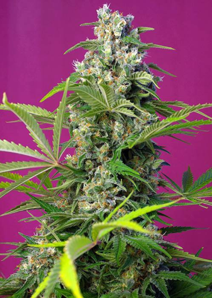 Gorilla Girl - SWEET SEEDS | TanieSianie.pl