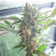 Masterkush - DUTCH PASSION | TanieSianie.pl