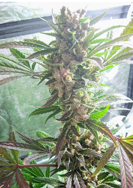 Masterkush - DUTCH PASSION | TanieSianie.pl