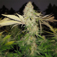 Special Queen #1 - ROYAL QUEEN SEEDS | TanieSianie.pl