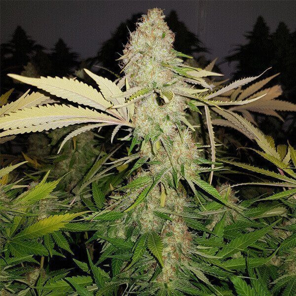 Special Queen #1 - ROYAL QUEEN SEEDS | TanieSianie.pl