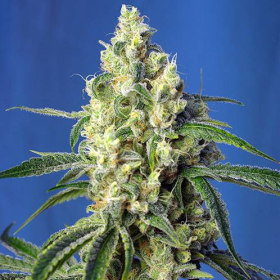 Green Poison CBD - SWEET SEEDS | TanieSianie.pl