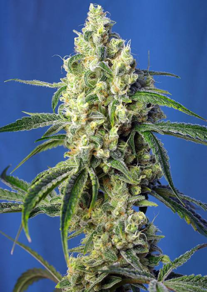 Green Poison CBD - SWEET SEEDS | TanieSianie.pl