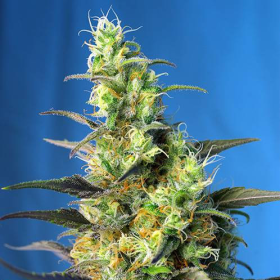Ice Cool CBD - SWEET SEEDS | TanieSianie.pl