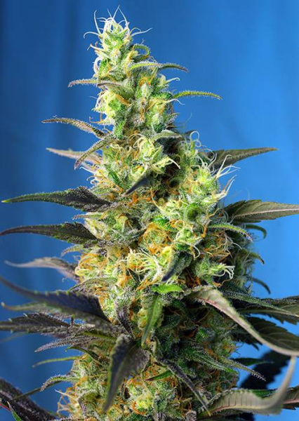 Ice Cool CBD - SWEET SEEDS | TanieSianie.pl