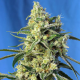 Sweet Amnesia Haze - SWEET SEEDS | TanieSianie.pl