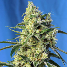 Sweet Amnesia Haze - SWEET SEEDS | TanieSianie.pl