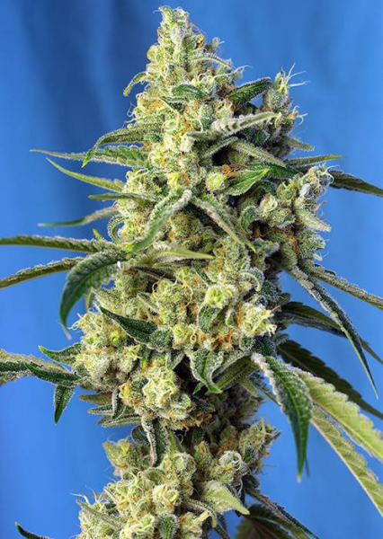 Sweet Amnesia Haze - SWEET SEEDS | TanieSianie.pl