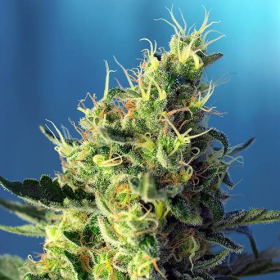 Sweet Pure CBD - SWEET SEEDS | TanieSianie.pl