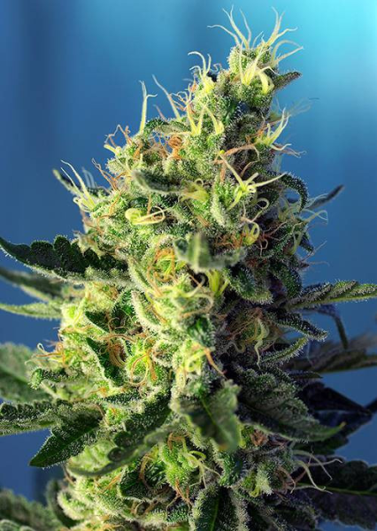 Sweet Pure CBD - SWEET SEEDS | TanieSianie.pl