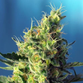 Sweet Pure CBD - SWEET SEEDS