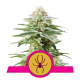 White Widow - ROYAL QUEEN SEEDS | TanieSianie.pl