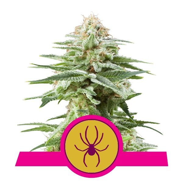 White Widow - ROYAL QUEEN SEEDS | TanieSianie.pl