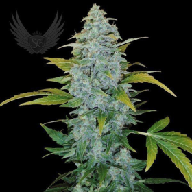 White Monster Auto - SENSI GENETICS | TanieSianie.pl