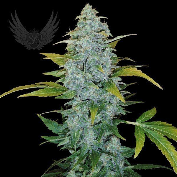 White Monster Auto - SENSI GENETICS | TanieSianie.pl