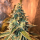 Chem OG - FEMALE SEEDS | TanieSianie.pl