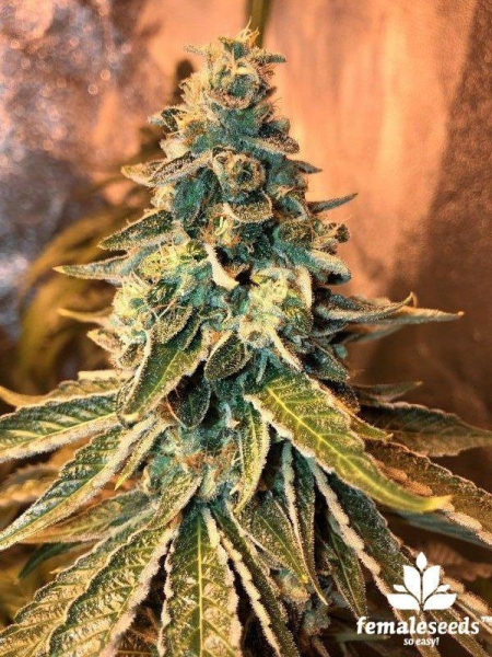 Chem OG - FEMALE SEEDS | TanieSianie.pl