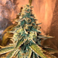Chem OG - FEMALE SEEDS
