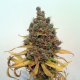 Critical Sour - FEMALE SEEDS | TanieSianie.pl