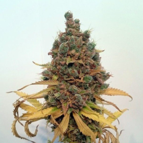 Critical Sour - FEMALE SEEDS | TanieSianie.pl