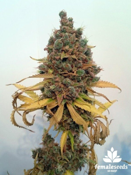Critical Sour - FEMALE SEEDS | TanieSianie.pl