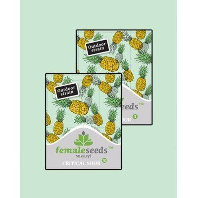 Critical Sour - FEMALE SEEDS | TanieSianie.pl