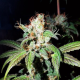 Dream Berry - FEMALE SEEDS | TanieSianie.pl