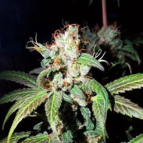 Dream Berry - FEMALE SEEDS | TanieSianie.pl