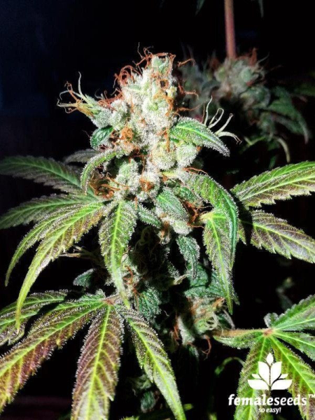 Dream Berry - FEMALE SEEDS | TanieSianie.pl