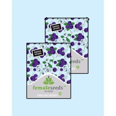 Dream Berry - FEMALE SEEDS | TanieSianie.pl
