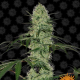 Tangerine Dream Auto - BARNEY'S FARM | TanieSianie.pl