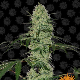 Tangerine Dream Auto - BARNEY'S FARM | TanieSianie.pl