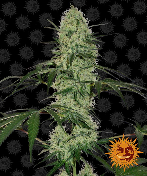 Tangerine Dream Auto - BARNEY'S FARM | TanieSianie.pl