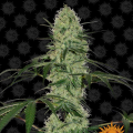 Tangerine Dream Auto - BARNEY'S FARM