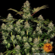 Tangerine Dream Auto - BARNEY'S FARM | TanieSianie.pl