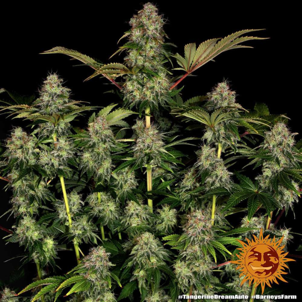 Tangerine Dream Auto - BARNEY'S FARM | TanieSianie.pl