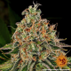 Tangerine Dream Auto - BARNEY'S FARM | TanieSianie.pl